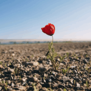 Fiore Resilienza