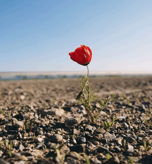 Fiore Resilienza