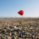 Fiore Resilienza